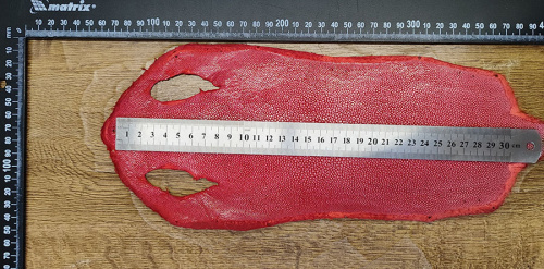 Кожа ската натуральная 10х30 см шлифованная фото 19