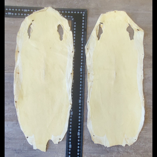 Кожа ската натуральная фактурная фото 25