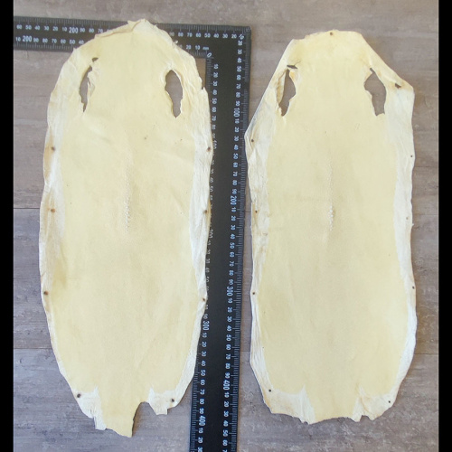 Кожа ската натуральная фактурная фото 4